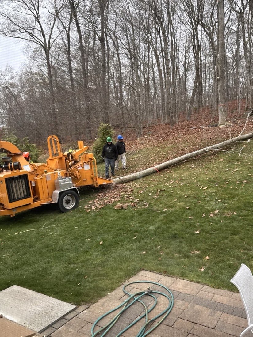 The crew feeding brush into a wood chipper next to a felled trunk on a lawn.