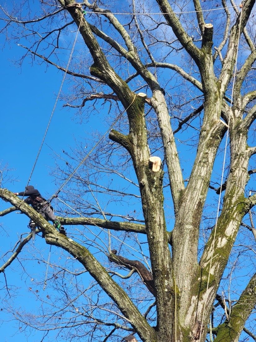 A Temo Landscaping climber roped into a large hardwood, cutting limbs against a clear blue sky.