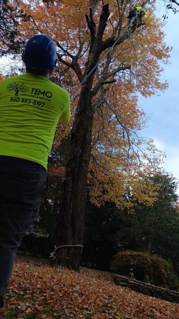 A Temo crew member in a hi-vis shirt sizing up a large maple in autumn.