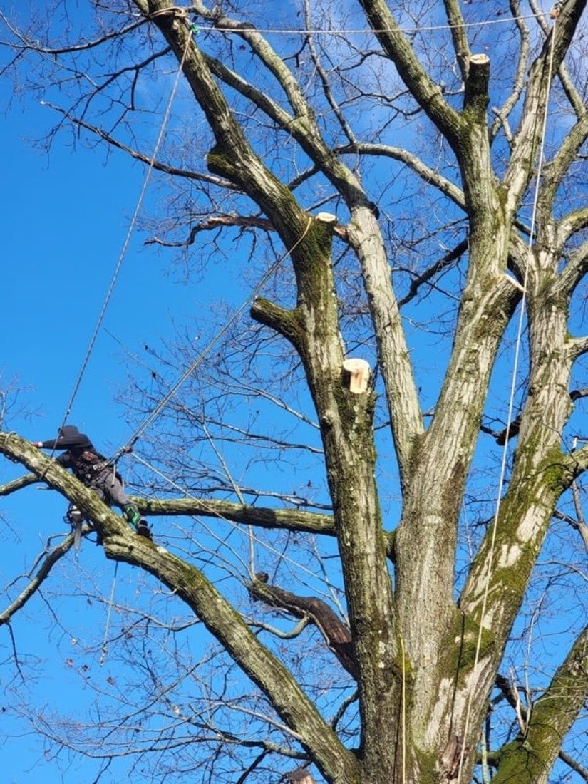 A large hardwood after pruning, fresh cuts visible against a blue winter sky.