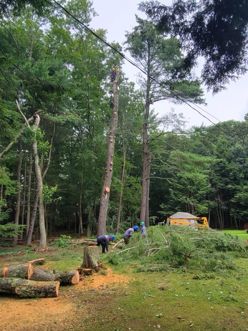 A climber high in a tall pine while the crew works below among cut sections of trunk.